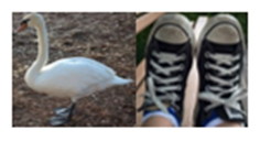 Image of one duck in left picture and pair of human feet in shoes on the right to show proportional relationship of 1:2.