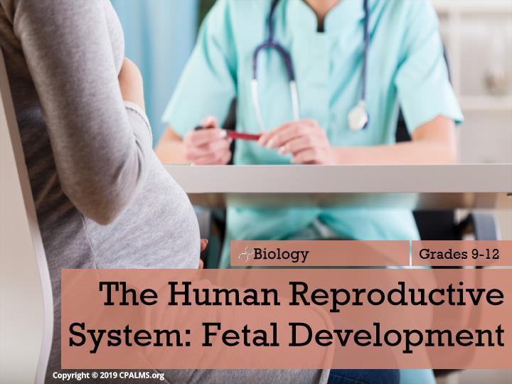 The Human Reproductive System Part 2