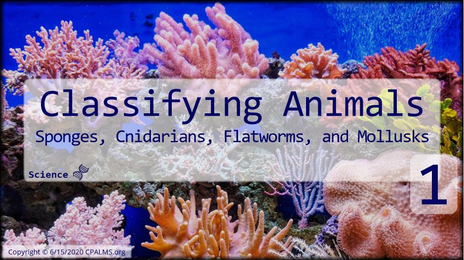 Classifying Animals Part 1 Sponges, Cnidarians, Flatworms, and Mollusks